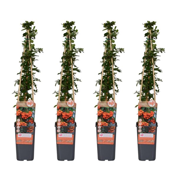 Pyracantha 'Orange Glow' | 4 stuks