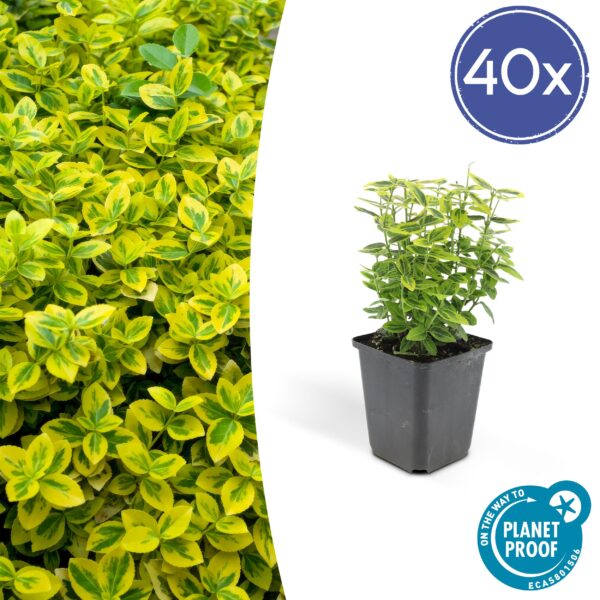 thumbnail_6000-577.jpg Euonymus fortunei 'Emerald 'n Gold’ | 40 stuks