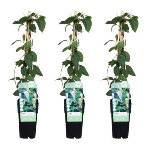 Lonicera japonica 'Halliana' | 3 stuks