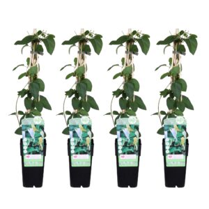 Lonicera japonica 'Halliana' | 4 stuks