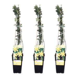 Jasminum nudiflorum | 3 stuks