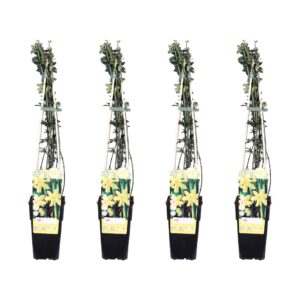 Jasminum nudiflorum | 4 stuks