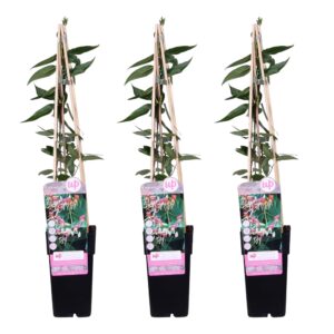 Lonicera henryi | 3 stuks