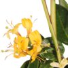 Lonicera henryi | 3 stuks