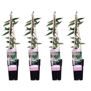 Lonicera henryi | 4 stuks