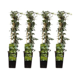 Hedera helix | 4 stuks