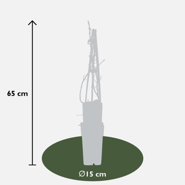 Hydrangea petiolaris - Hortensia | 4 stuks