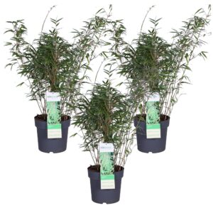 Fargesia rufa | 3 stuks