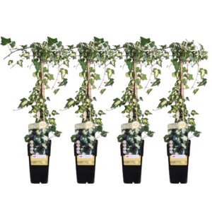 Hedera colchica 'Dentata Variegata' | 4 stuks