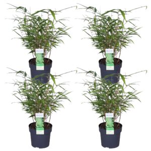 Fargesia rufa | 4 stuks