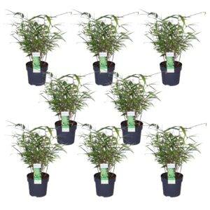 Fargesia rufa | 8 stuks