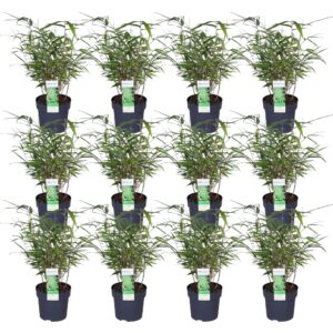 Fargesia rufa | 12 stuks