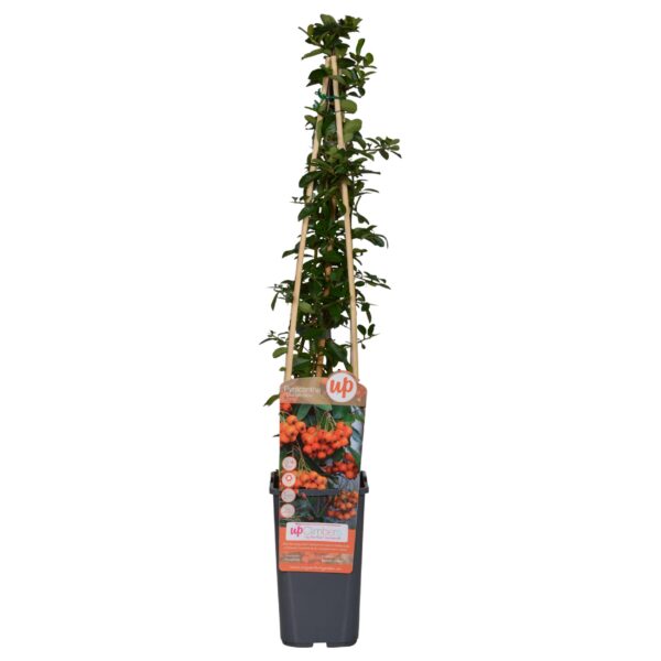 thumbnail_6000-5915.jpg Pyracantha 'Orange Glow'