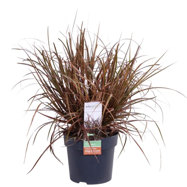 thumbnail_6000-5929.jpg Uncinia rubra 'Everflame'