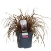 Uncinia rubra 'Everflame'