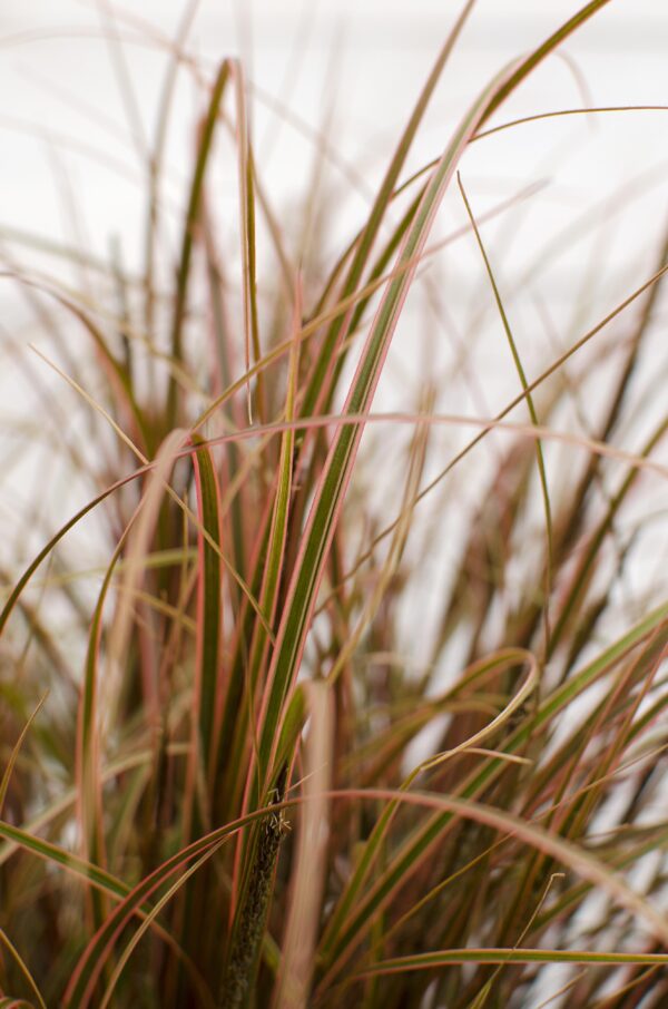 thumbnail_6000-5933.jpg Uncinia rubra 'Everflame'