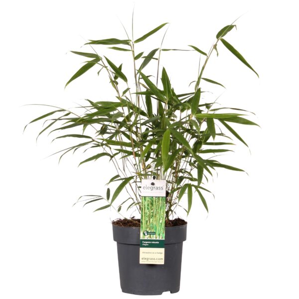 thumbnail_6000-5940.jpg Fargesia robusta 'Pingwu'