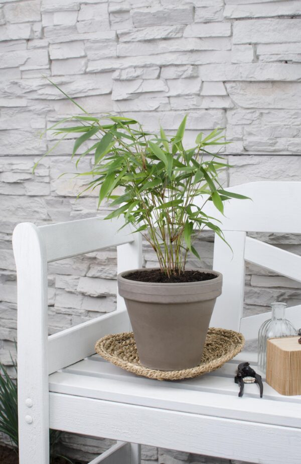 thumbnail_6000-5941.jpg Fargesia robusta 'Pingwu'