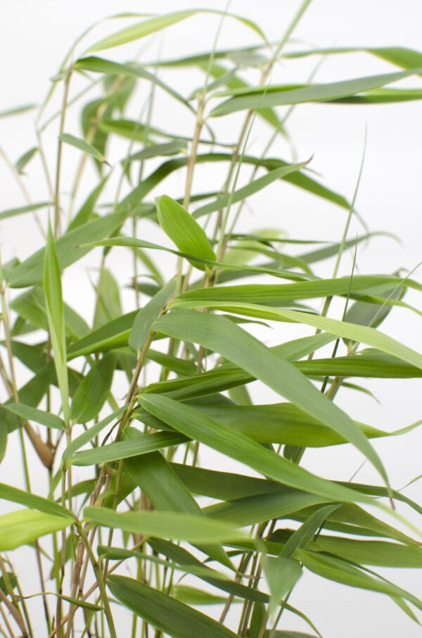 thumbnail_6000-5942.jpg Fargesia robusta 'Pingwu'