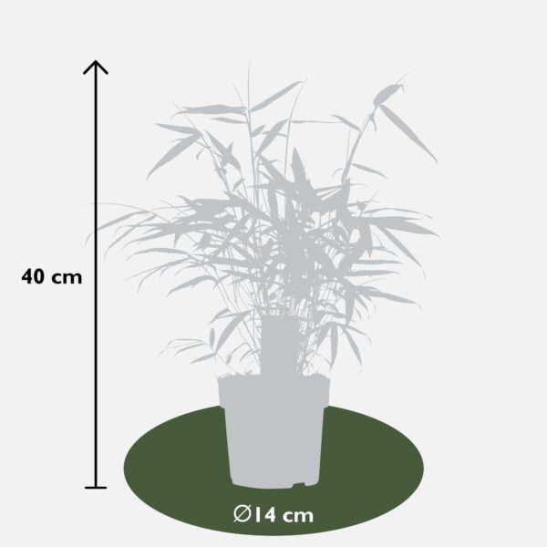 thumbnail_6000-5943.jpg Fargesia robusta 'Pingwu'