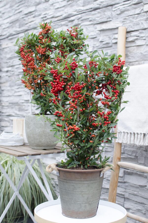 thumbnail_6000-5961.jpg Pyracantha coccinea 'Red Star'
