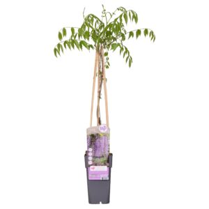 Wisteria floribunda 'Naga Noda'