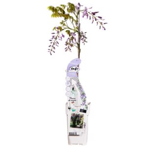 Wisteria sinensis 'Caroline'