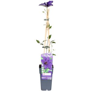 Clematis 'The President' Paars - Bosrank