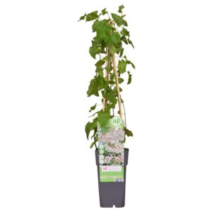 Fallopia baldschuanica
