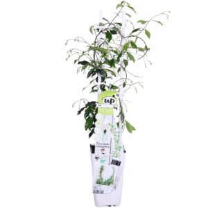thumbnail_6000-6009.jpg Trachelospermum 'Star of Venice' - Toscaanse Jasmijn Wit