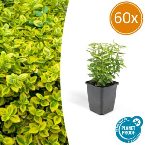 Euonymus fort. 'Emerald 'n Gold’ | 60 stuks