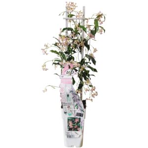 thumbnail_6000-6039.jpg Trachelospermum 'Star of Ibiza' - Toscaanse Jasmijn Roze