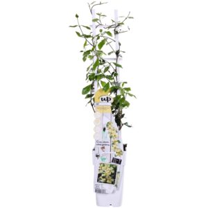 Trachelospermum 'Star of Toscana' - Toscaanse Jasmijn geel