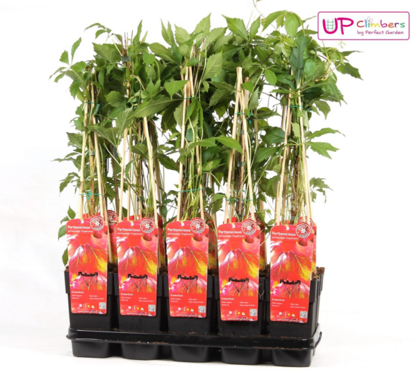 Parthenocissus q var 'Engelmannii'