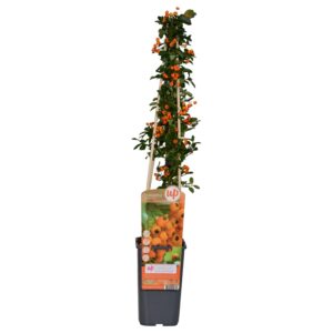 thumbnail_6000-6067.jpg Pyracantha 'Soleil d'Or'