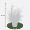 Pennisetum alopecuroides 'Hameln'
