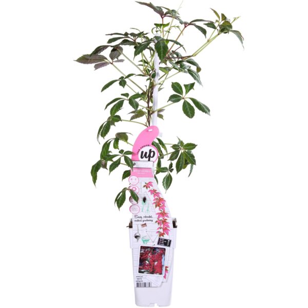 thumbnail_6000-6116.jpg Parthenocissus henryana