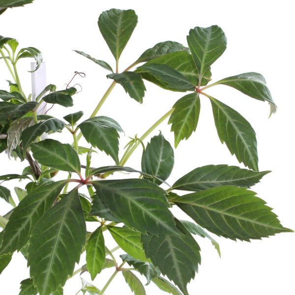thumbnail_6000-6117.jpg Parthenocissus henryana