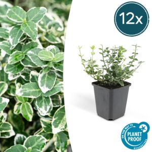Euonymus fort. 'Emerald Gaiety' | 12 stuks