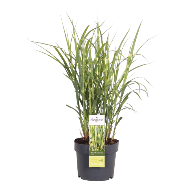 thumbnail_6000-613.png Miscanthus sinensis 'Strictus'