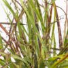 Panicum virgatum 'Cheyenne Sky'