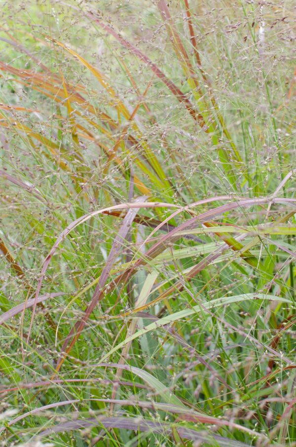 Panicum virgatum 'Cheyenne Sky'