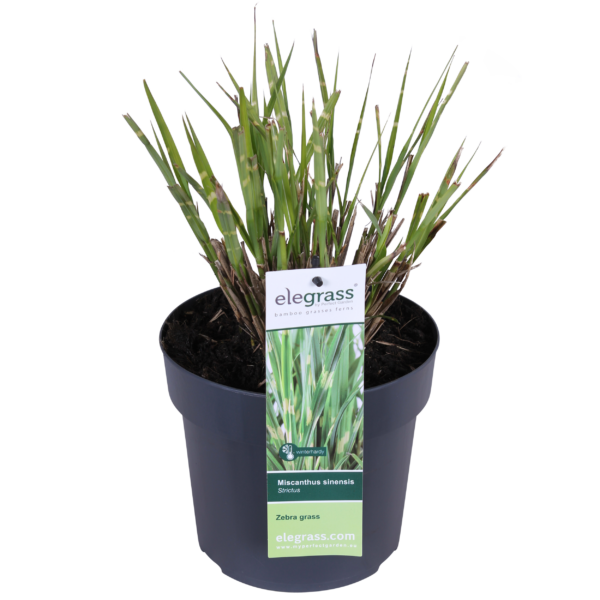 thumbnail_6000-614.png Miscanthus sinensis 'Strictus'
