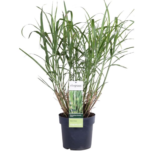 thumbnail_6000-6140.jpg Miscanthus sinensis 'Strictus'