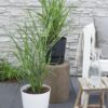 Miscanthus sinensis 'Strictus'