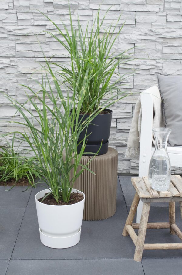thumbnail_6000-6141.jpg Miscanthus sinensis 'Strictus'