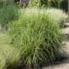 Miscanthus sinensis 'Strictus'