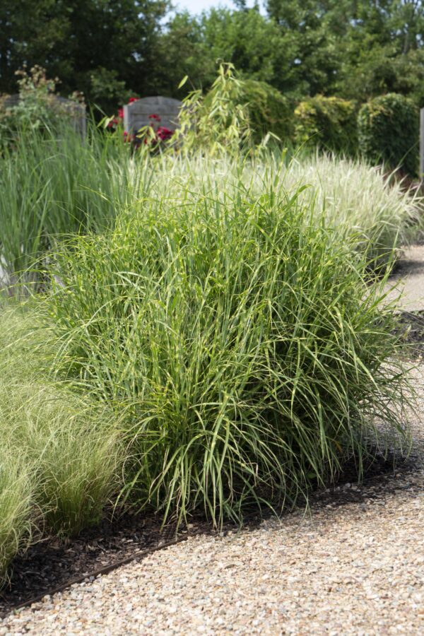 thumbnail_6000-6142.jpg Miscanthus sinensis 'Strictus'