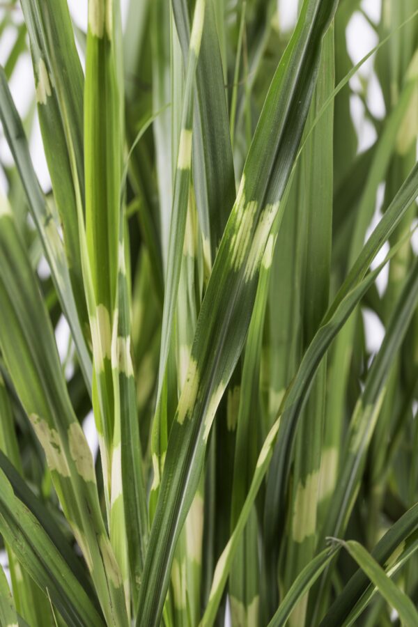 thumbnail_6000-6143.jpg Miscanthus sinensis 'Strictus'