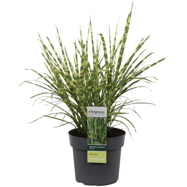 thumbnail_6000-6146.jpg Miscanthus sinensis 'Strictus'